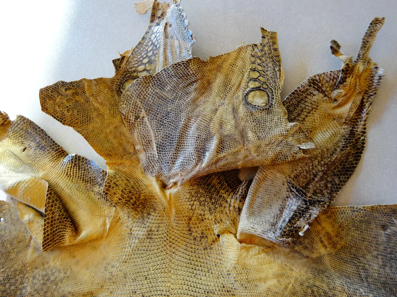 Rochenleder (2).JPG