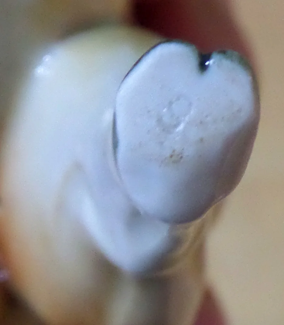 stier-4.jpg