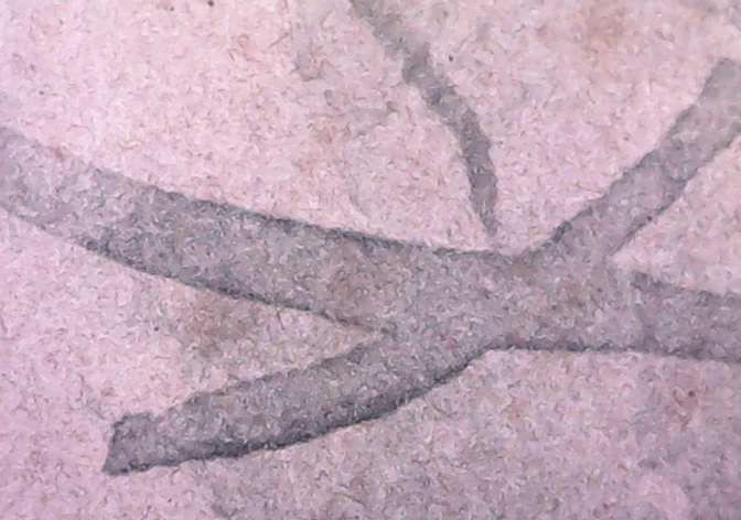 PICT0063.jpg