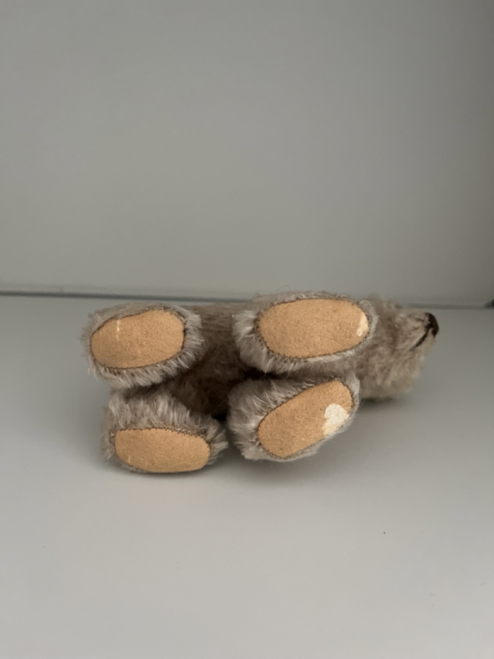 Groß (Kleiner Teddy IMG_1745).jpeg