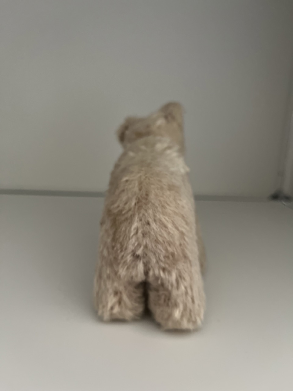Groß (Kleiner Teddy IMG_1744).jpeg
