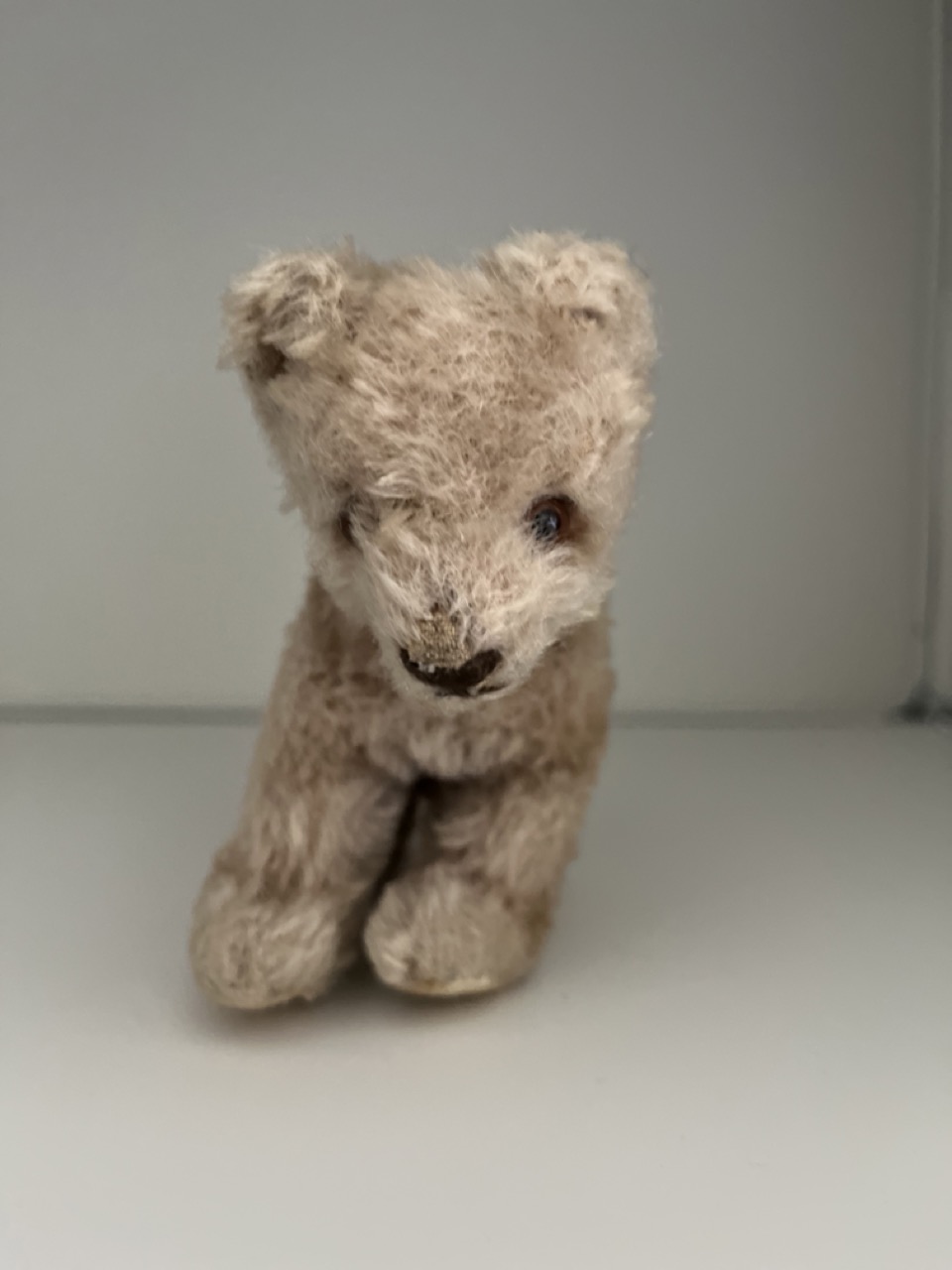 Groß (Kleiner Teddy IMG_1742).jpeg