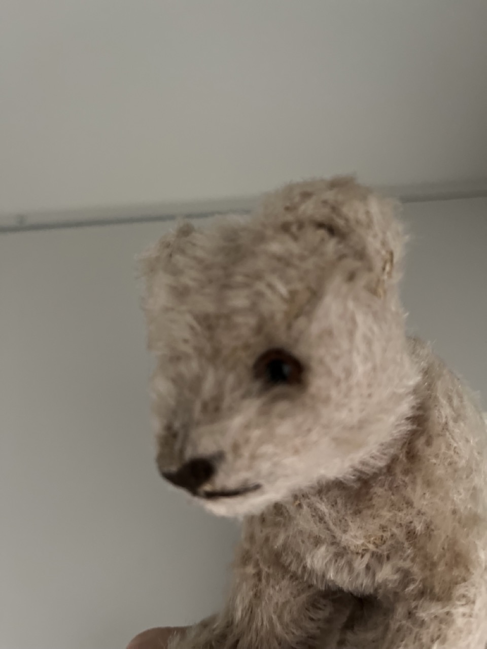 Groß (Kleiner Teddy IMG_1741).jpeg