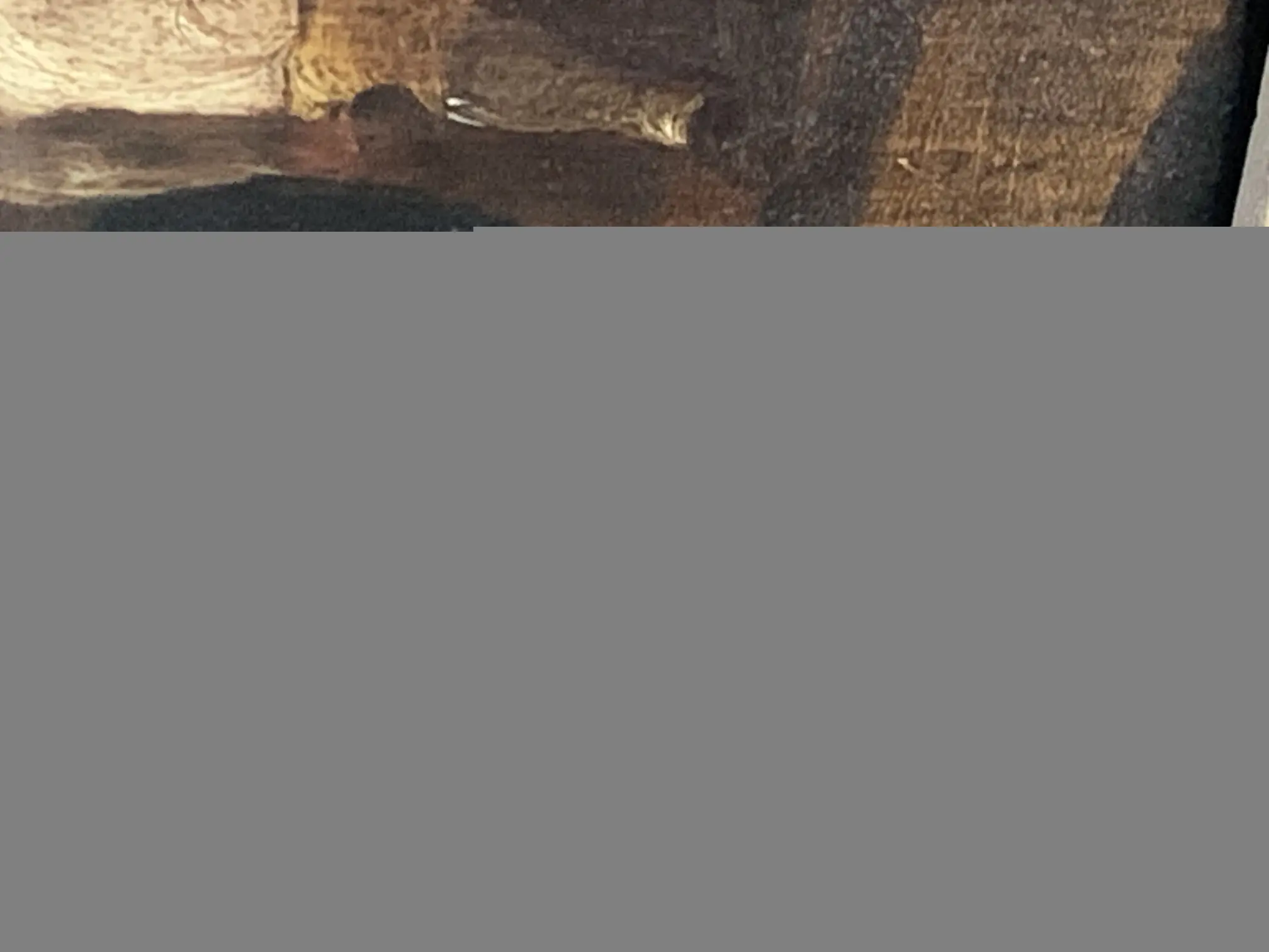 IMG_1781.jpeg