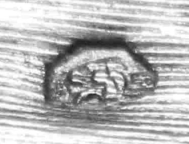 Löwenkopf Punze AT kleine Arbeiten.jpg