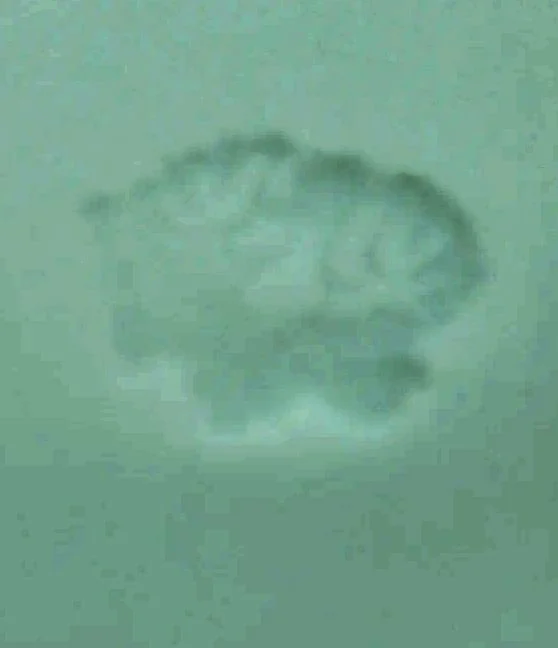 Adlermarke Prägemarke.webp