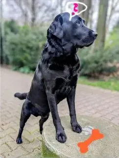 doggiedoo.webp