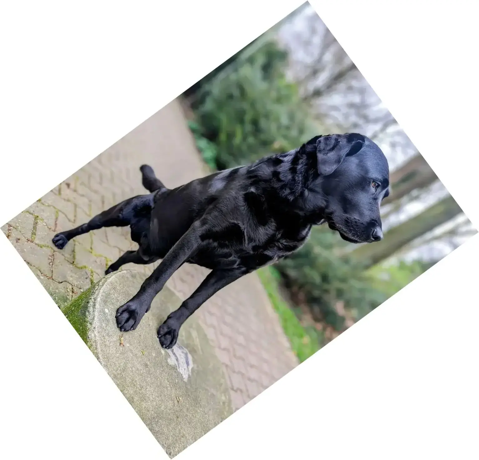 hund.webp