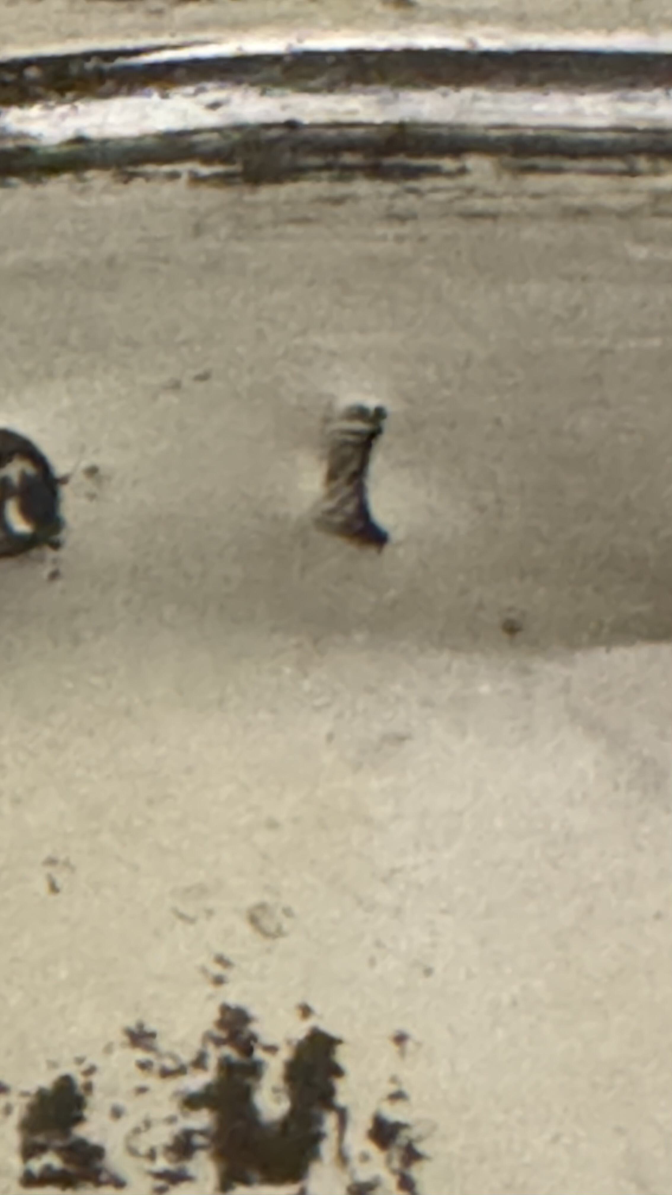 IMG_4336.jpeg