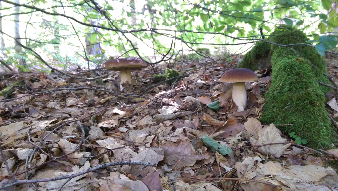 IMAG0977.jpg