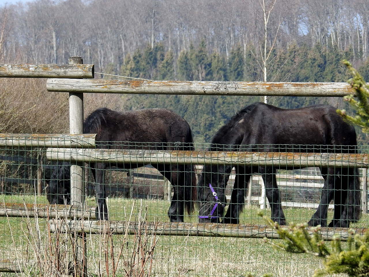 horses 002.JPG