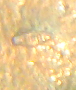 1-007.JPG