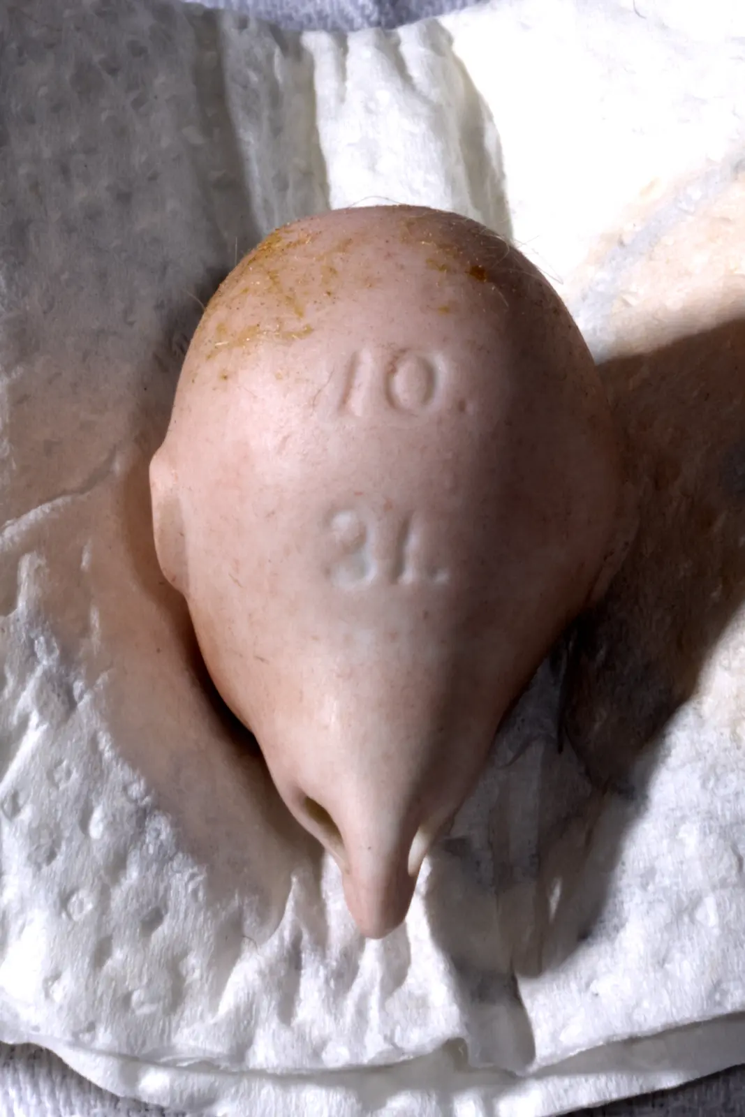 Markung große Puppe.jpg