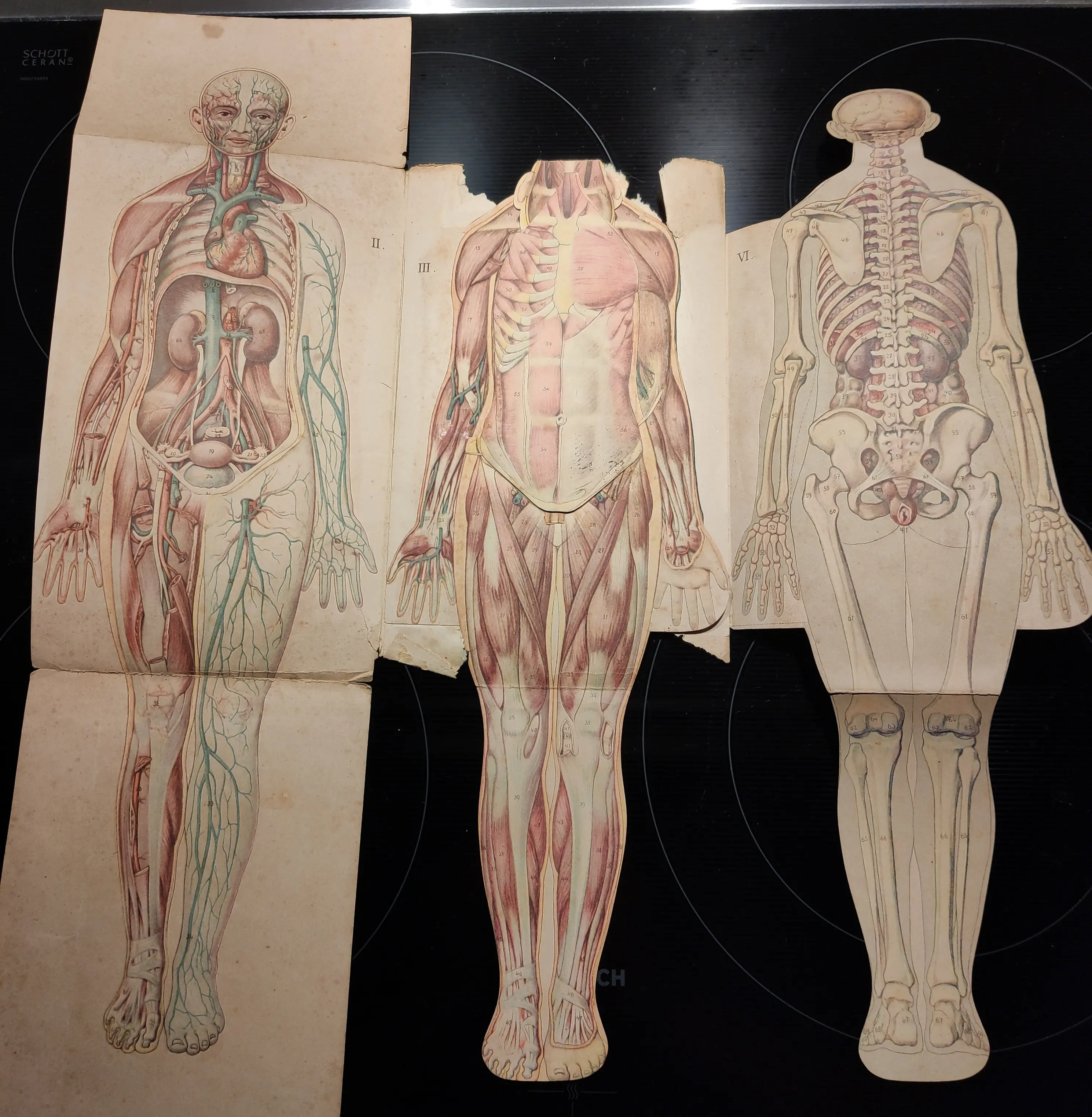 Anatomie 2.jpg