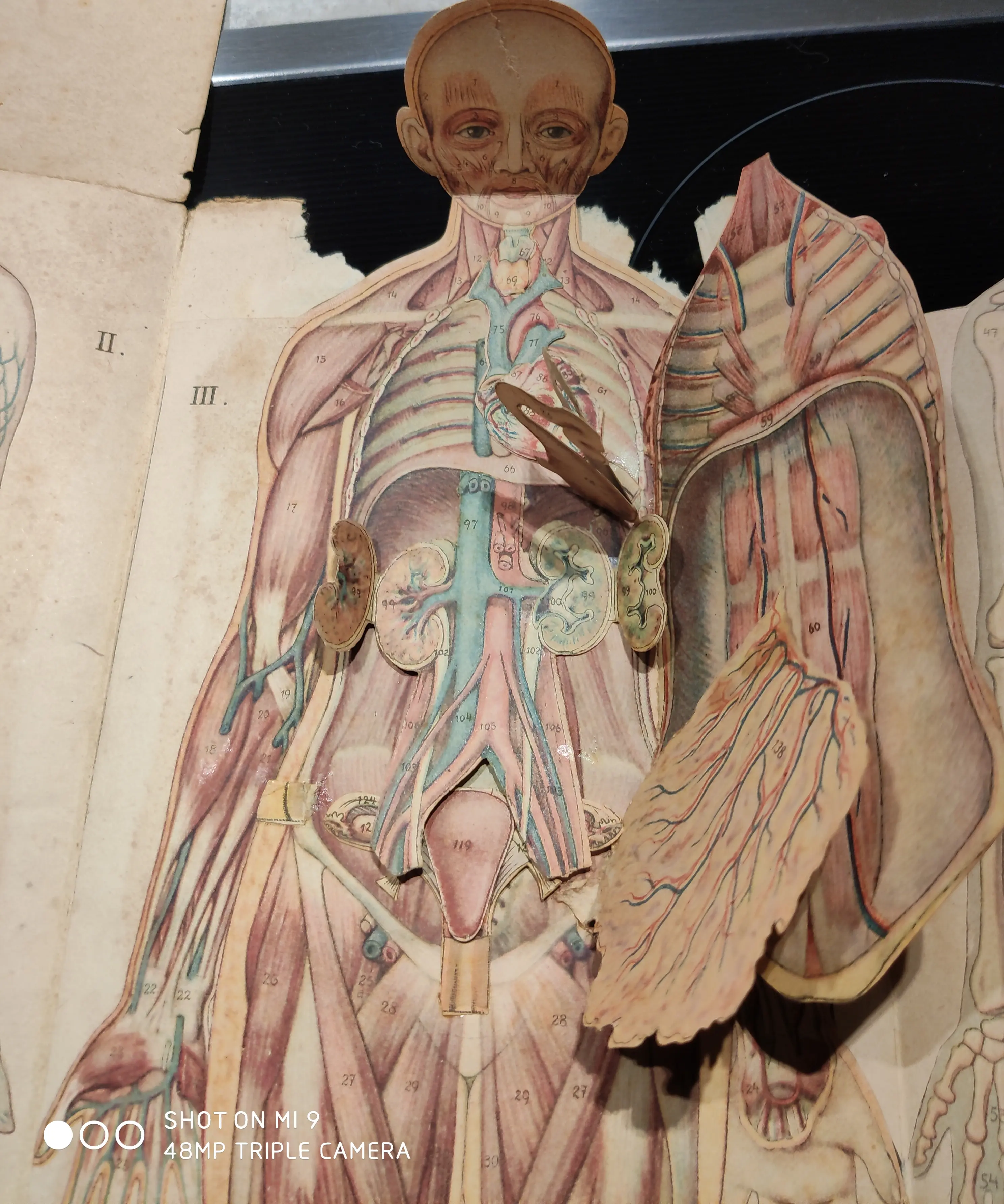 Anatomie 4.jpg