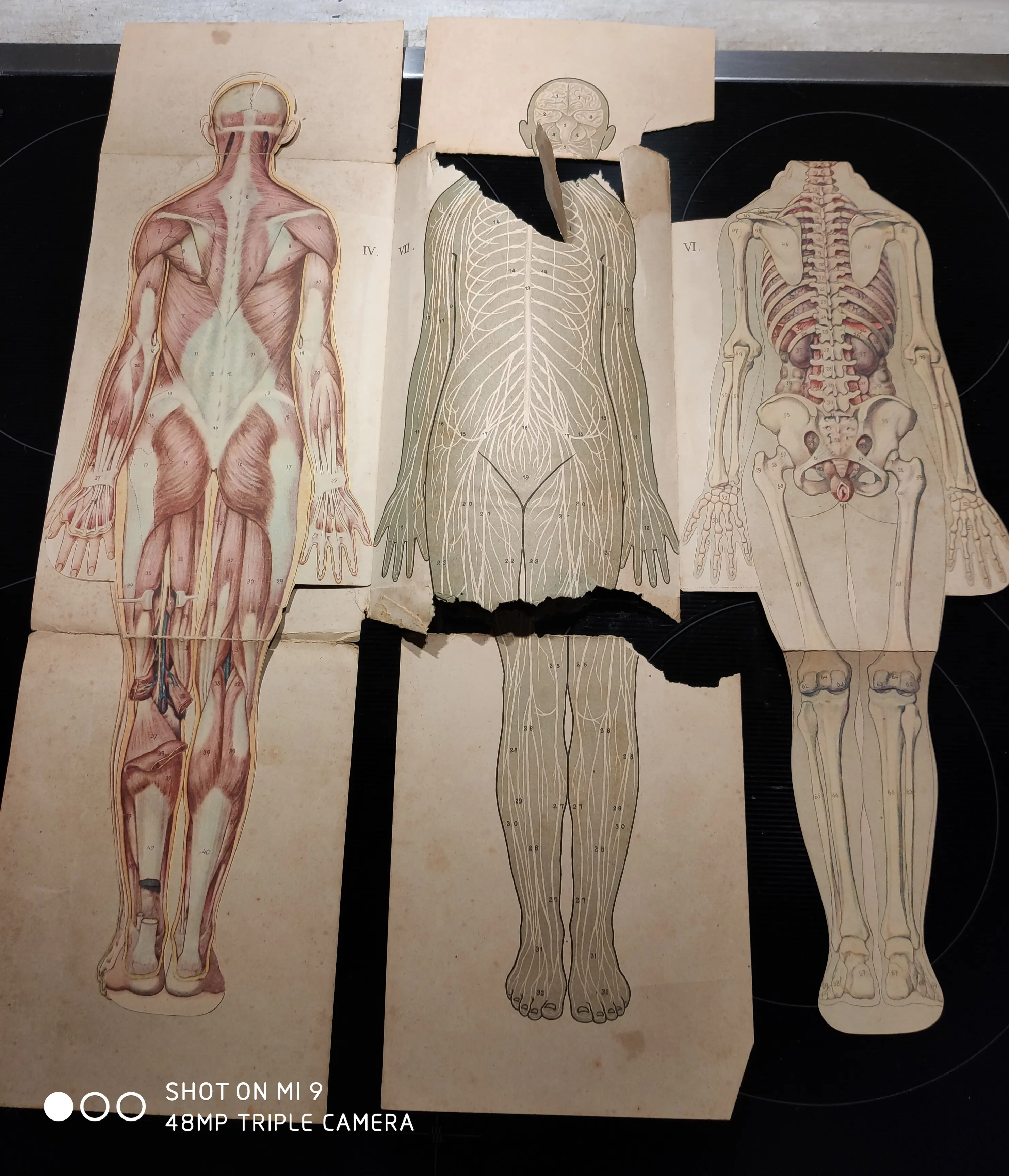 Anatomie 5.jpg