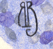 Kleine Aquarellen oder Druck