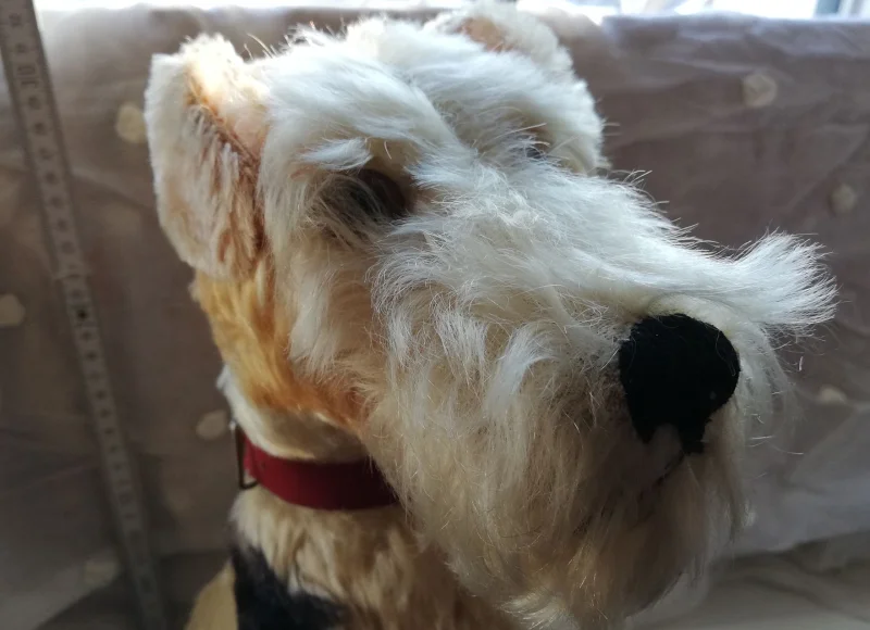 Foxterrier_IMG_20210131_145326.jpg