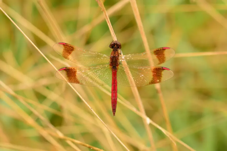 sympetrum pedemontanum - gebänderte Heidelibelle 2 (Eyter 18-08-17 wb) Kopie.jpg